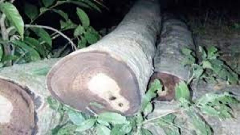 বিপাকে প্রধান শিক্ষক বিদ্যালয়ের গাছ বিক্রি করে