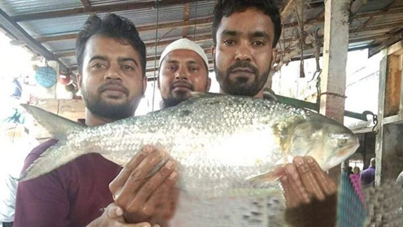 ৭ হাজার টাকা এক ইলিশের দাম