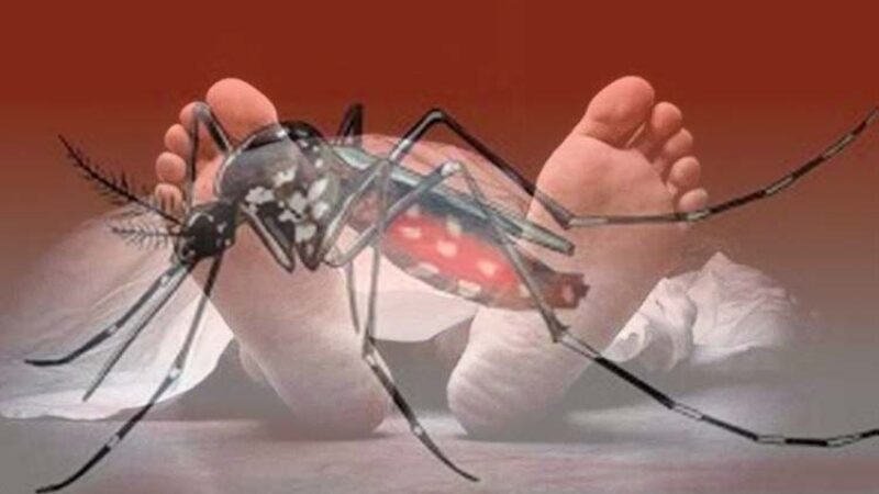 হাসপাতালে ২৪২৫ ডেঙ্গুতে আরও ১৪ মৃত্যু