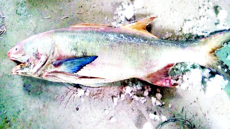 ৫০ হাজার টাকা একটি তাইরা মাছের দাম