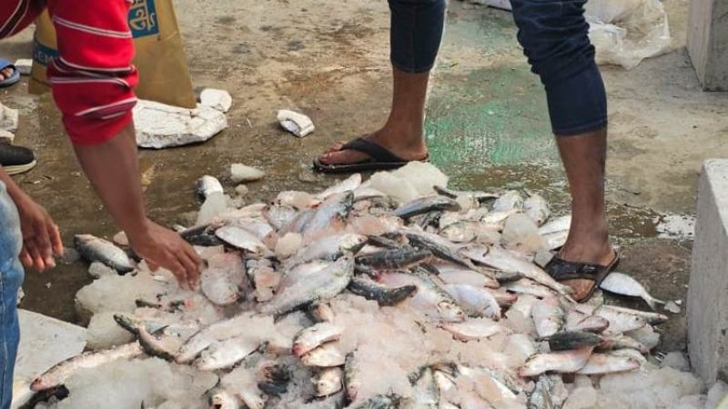 কুয়াকাটা থেকে ঝাটকা মাছ বহনের দায়ে ইউনিক পরিবহনে অভিযান, বরিশাল এয়ারপোর্ট থানা