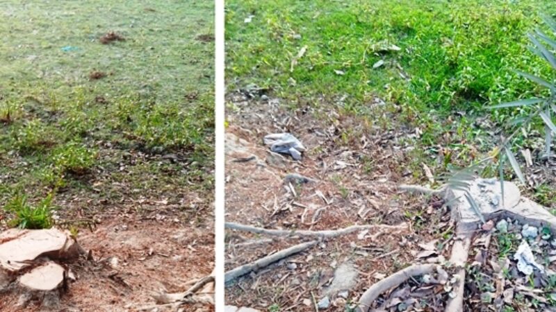 সড়কের পাশের অর্ধশত সরকারী গাছ কেটে নিয়েছে প্রভাবশালীরা বাউফলে।