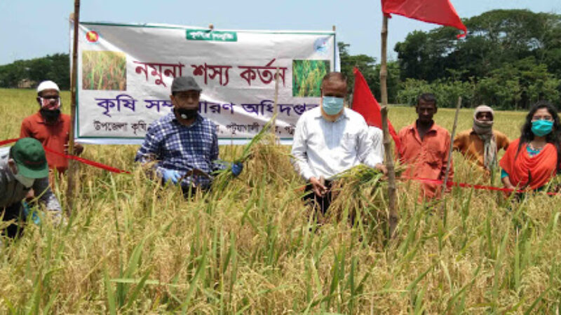 বোরো ধানের নমুনা শস্য কর্তন কাউখালীতে