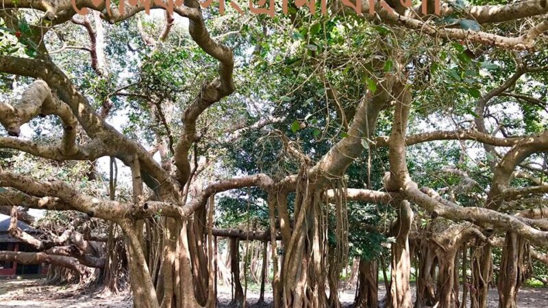 হুমকির মুখে শতবর্ষী বটবৃক্ষ!উজিরপুের