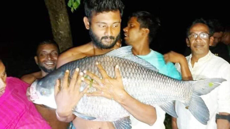 ৩৩ কেজি ওজনের প্রকাণ্ড কাতল  বড়শিতে ধরা পড়ল