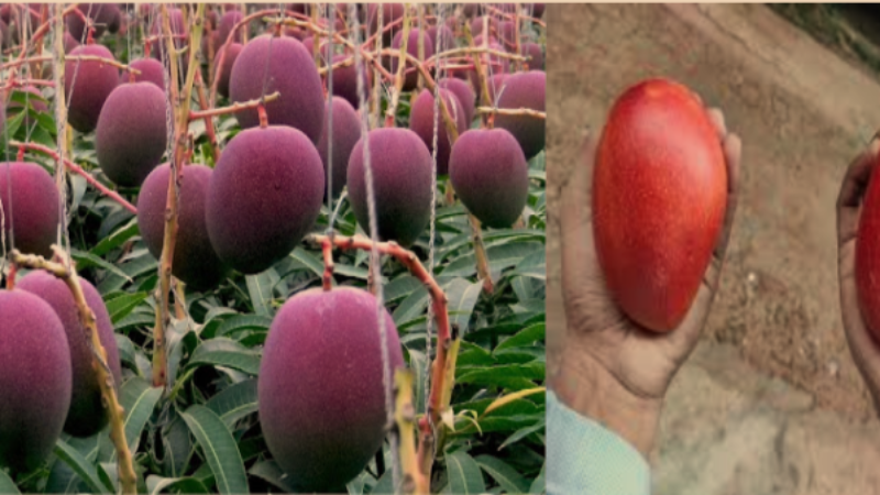 পৃথিবীর সবচেয়ে দামি আম ‘সূর্যডিম’ এখন দেশের বাজারে