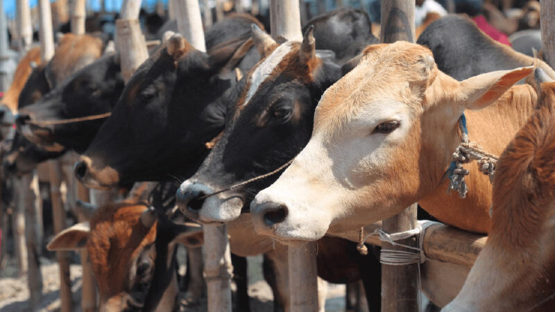 বরিশালে মিলবে ২৭টি পশুর হাট