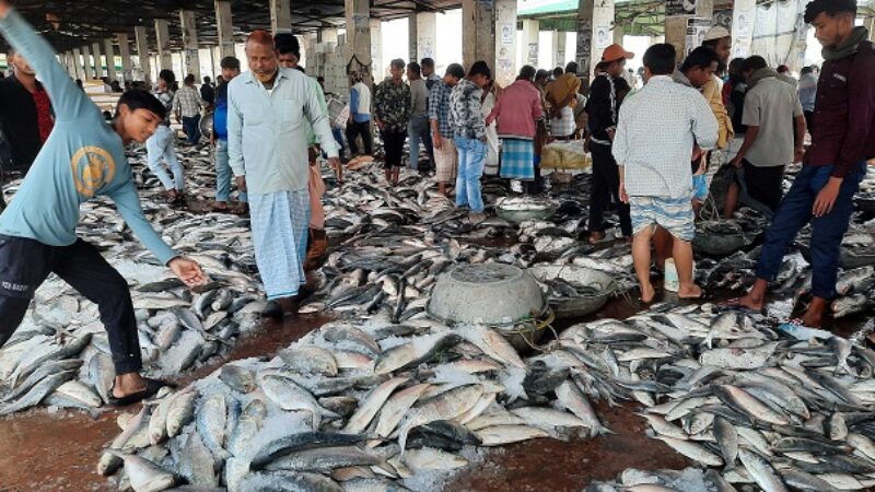 ১০ হাজার টন বাড়তি ইলিশের আশাবাদ অভয়াশ্রমে দুই মাসে শিকার নিষেধাজ্ঞায়