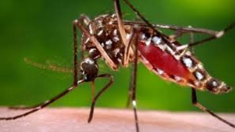 বরিশাল নগরবাসী মশায় অতিষ্ঠ