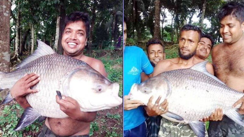৩০ কেজির কাতলা বড়শিতে ধরা পড়ল দিঘিতে দুর্গাসাগর