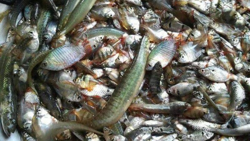 ছোট মাছের স্বাস্থ্যগত উপকারিতা মোহাম্মদ মোজাম্মেল হক।