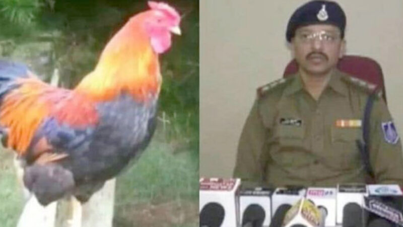 পুলিশের কাছে অভিযোগ মোরগের ডাকে ঘুম ভেঙে যাওয়ায়