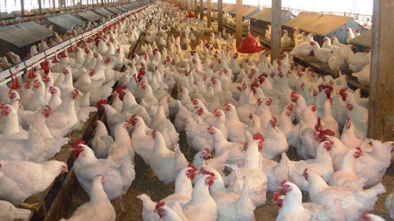 ৫২ দিনে ৯৩৬ কোটি টাকা লুট পোলট্রি খাতে