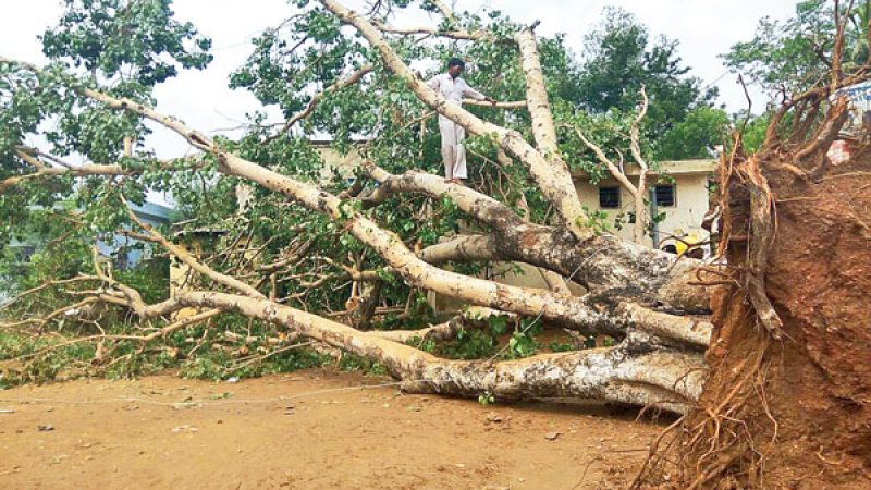 পথচারীর মৃত্যু গড়িয়ারপাড়ে গাছ চাপায়