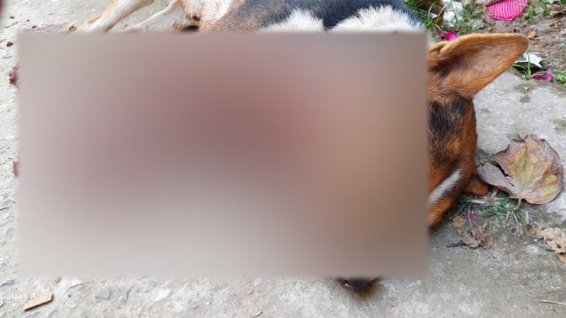 কুকুর জবাই করা নিয়ে তুলকলাম কান্ড বটতলা বাজারে