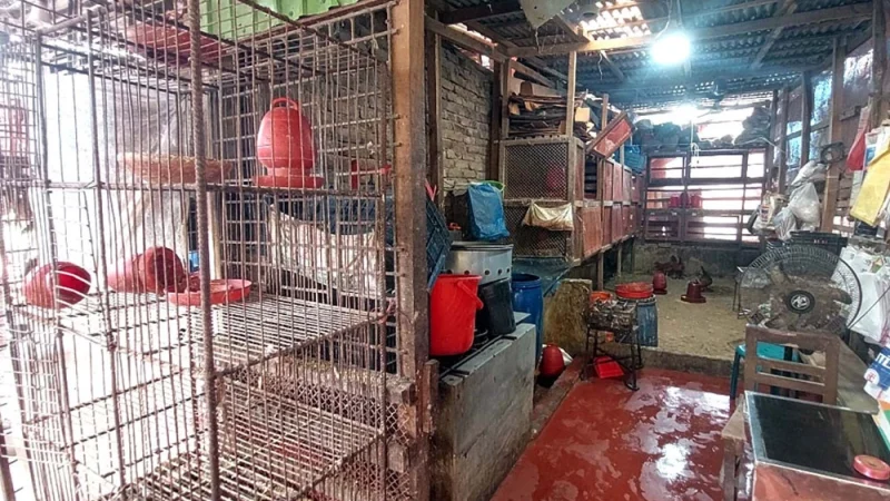 বাজার থেকে মুরগি উধাও
