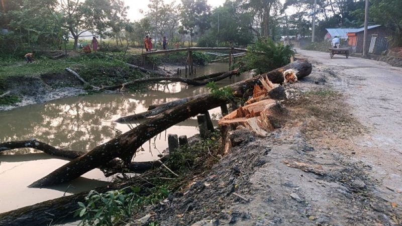 নষ্ট হচ্ছে শত শত গাছ,বনবিভাগের গাফিলতির কারনে
