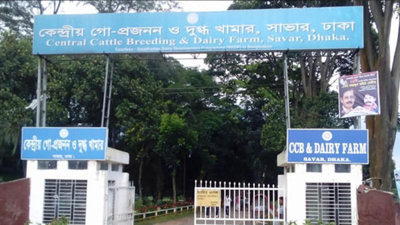 গো প্রজনন ও দুগ্ধ খামারে দুদকের সাভার কেন্দ্রীয় অভিযান